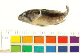 Image of Apistogramma atahualpa Römer 1997