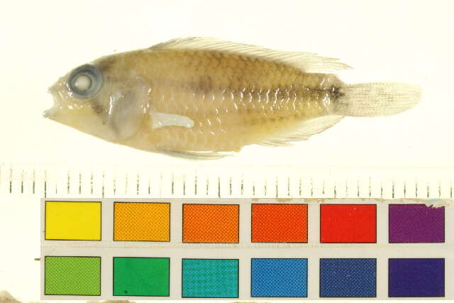 Image of Cockatoo Dwarf Cichlid