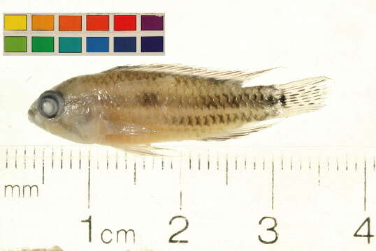 Image of Apistogramma paucisquamis Kullander & Staeck 1988