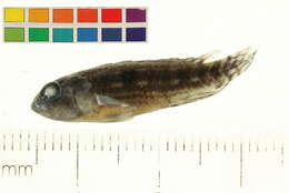 Image of Apistogramma