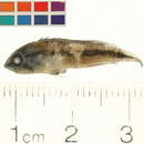 Image of Apistogramma hippolytae Kullander 1982