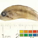 Image of Apistogramma arua Römer & Warzel 1998