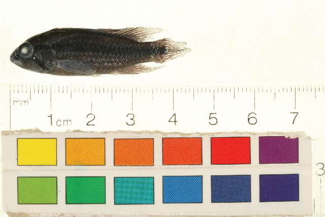 Image of Agassiz&#39;s dwarf cichlid