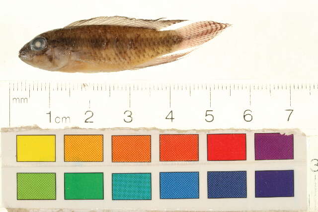 Image of Apistogramma