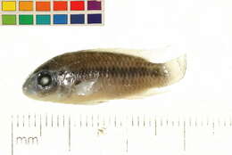 Image of Pelvicachromis roloffi (Thys van den Audenaerde 1968)