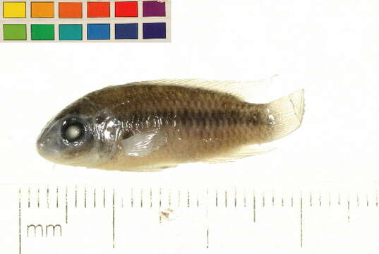 Image of Pelvicachromis roloffi (Thys van den Audenaerde 1968)