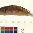 Image of Lamprologus meleagris Büscher 1991