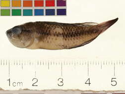 Image of Apistogramma trifasciata (Eigenmann & Kennedy 1903)