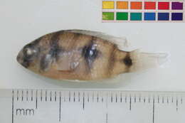 Image of Pseudocrenilabrinae