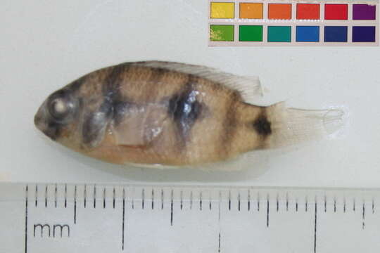 صورة Anomalochromis