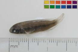 Image of Pelvicachromis roloffi (Thys van den Audenaerde 1968)