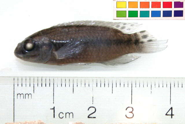Image of <i>Pelvicachromis</i>
