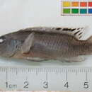 Image de Pelvicachromis signatus Lamboj 2004