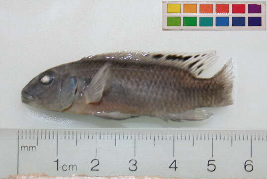 Image of Pelvicachromis signatus Lamboj 2004