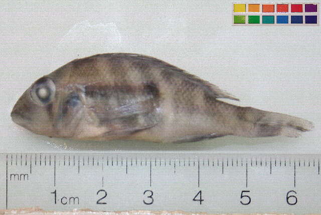 Image of Geophagus argyrostictus Kullander 1991