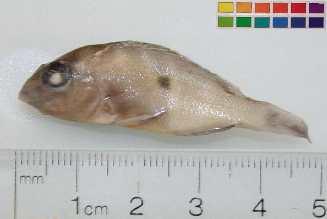 Image of Geophagus argyrostictus Kullander 1991