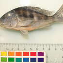 Image of Geophagus dicrozoster López-Fernández & Taphorn 2004