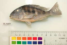 Image of Geophagus dicrozoster López-Fernández & Taphorn 2004