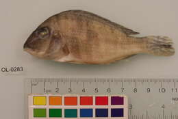 Image of Geophagus dicrozoster López-Fernández & Taphorn 2004