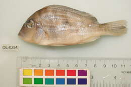 Image of Geophagus dicrozoster López-Fernández & Taphorn 2004