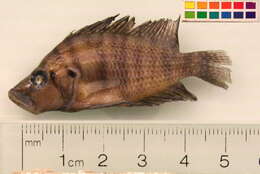 Image of Altolamprologus