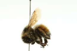Image of Forest Bumble Bee