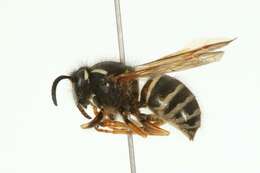 Image of Norwegian Wasp