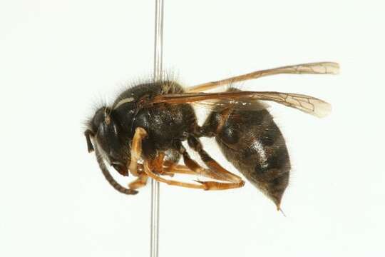 Image of Norwegian Wasp