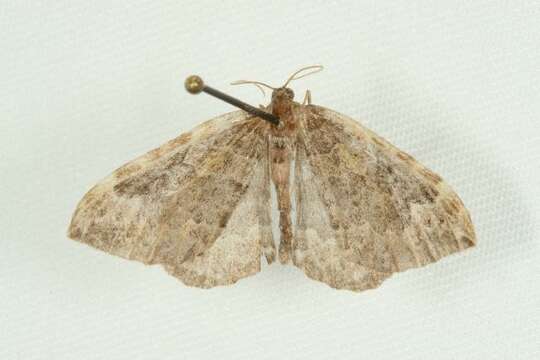 Image of Northwestern Phoenix Moth