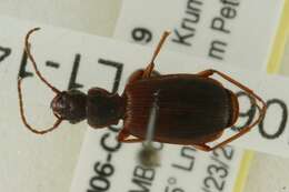 Sivun Cymindis unicolor kuva