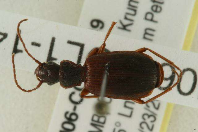 Image of Cymindis unicolor