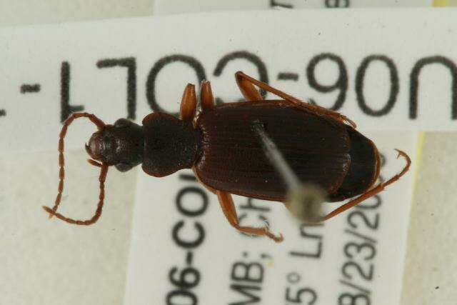 Sivun Cymindis unicolor kuva