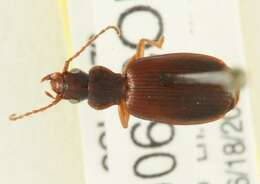 Sivun Cymindis unicolor kuva