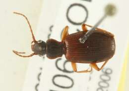 Sivun Cymindis unicolor kuva