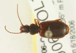 Image of Cymindis unicolor