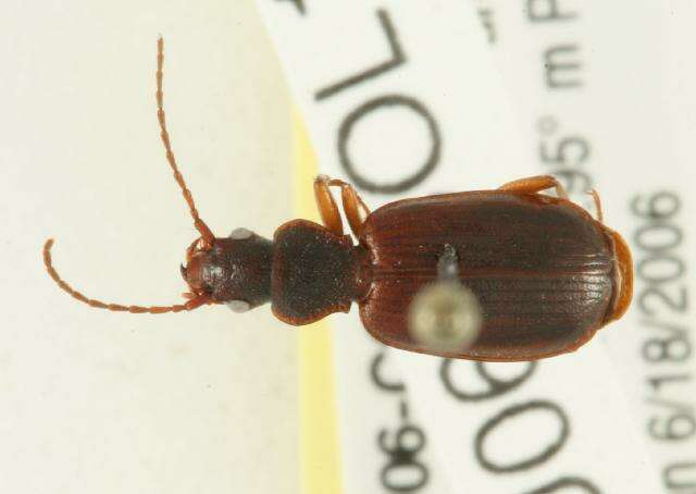 Sivun Cymindis unicolor kuva