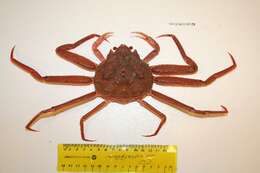 Image of Bairdi crab