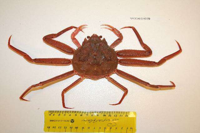 Image of Bairdi crab