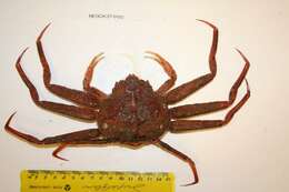 Image of Bairdi crab