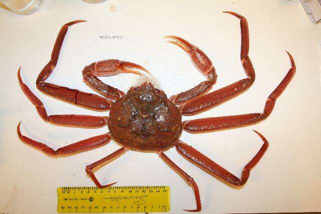 Image of Bairdi crab