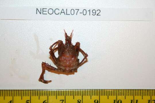 Image of longhorn decorator crab