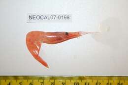 Image of Ocean pink shrimp