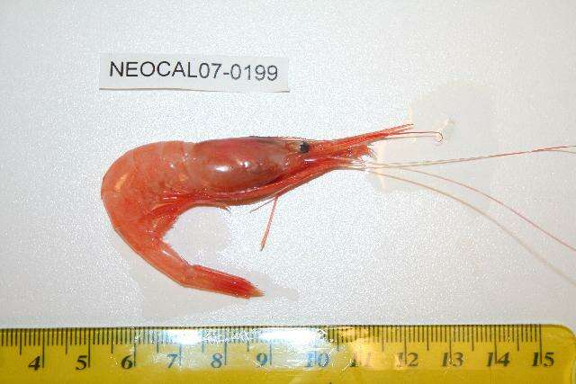 Image of Ocean pink shrimp