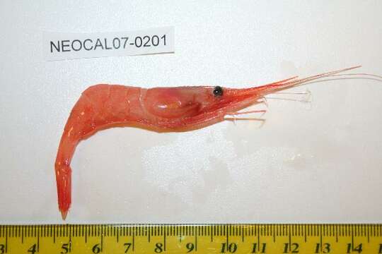 Image of Ocean pink shrimp