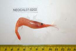 Image of Ocean pink shrimp