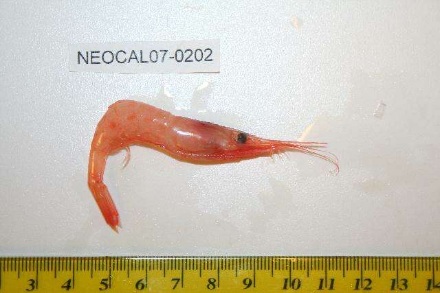 Image of Ocean pink shrimp