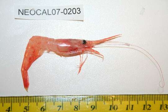 Image of northern prawn