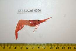 Image of northern prawn