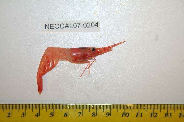 Image of northern prawn