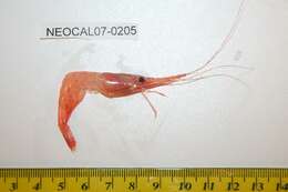 Image of northern prawn